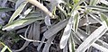 Lavandula latifolia leaf (03).jpg