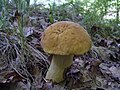 Leccinellum crocipodium sin Leccinum crocipodium