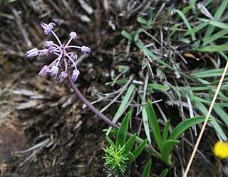 <i>Ledebouria minima</i> Species of plant in the family Asparagaceae