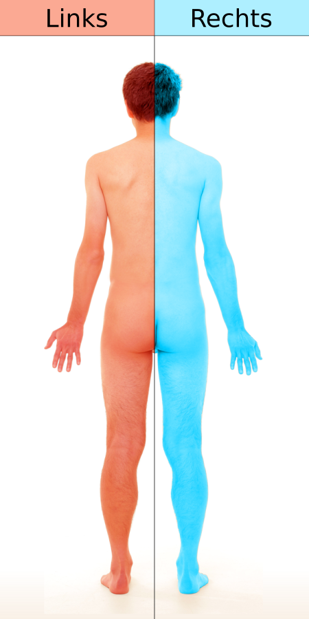 [[File:Left and right body side (posterior view of a male human).svg|lang=de]]