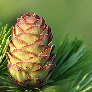 Female cone of Japanese Larch