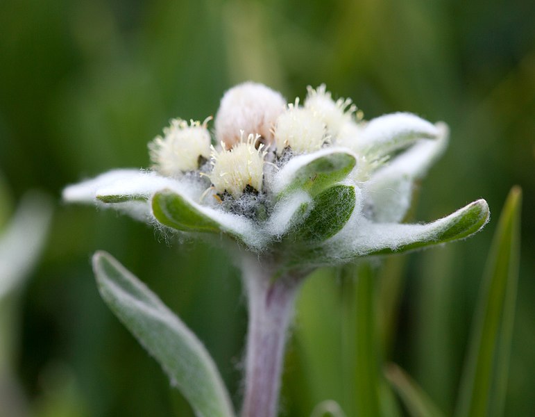 File:Leontopodium ochroleucum, эдельвейс в Горах Алтая 04.jpg