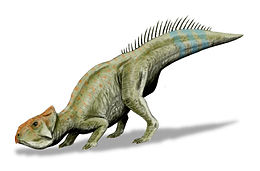 Rajz a Leptoceratops gracilisról