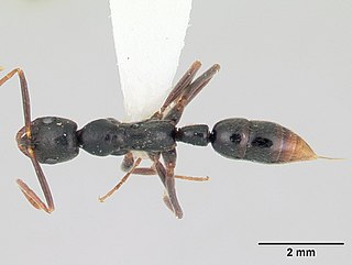<i>Leptogenys elongata</i> Species of ant