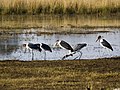 Leptoptilos crumeniferus, Okavango, Namibia