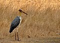 * Nomination Lesser Adjutant (Leptoptilos javanicus) in Bandhavgarh National Park, India. By User:Shankar Raman --PJeganathan 03:55, 25 June 2017 (UTC) * Promotion Just ok, could use some sharpness --Poco a poco 09:05, 25 June 2017 (UTC)