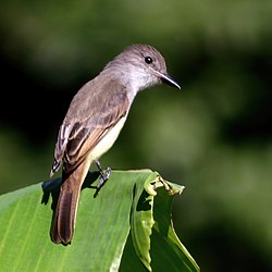 Lesser Antillean flycatcher at Morne Diablotins National Park. Lesser Antillean flycatcher.jpg