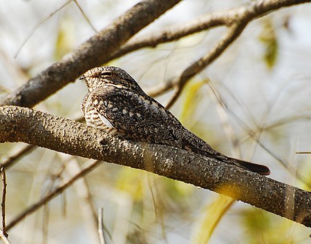 Chordeiles acutipennis