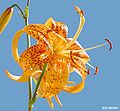 Lilium leichtlinii var. maximoviczii