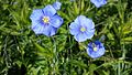 Linum austriacum