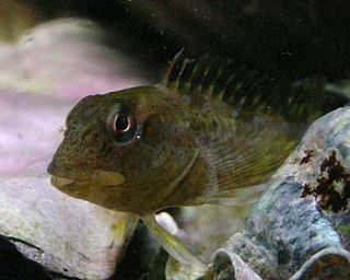 <i>Lipophrys</i> Genus of fishes