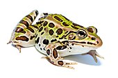 A living Lithobates pipiens (sometimes Rana pipiens), or northern leopard frog Lithobates pipiens.jpg