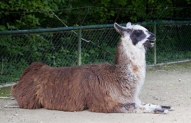 File:Llama (Lama glama), Tierpark Hellabrunn, Múnich, Alemania, 2012-06-17, DD 01.JPG