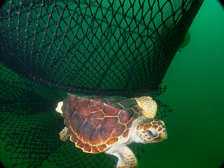 Many turtles have been killed accidentally in fishing nets.[141] Some trawlers now use nets fitted with turtle excluders.[142] Seen here, a loggerhead escapes a net so fitted.
