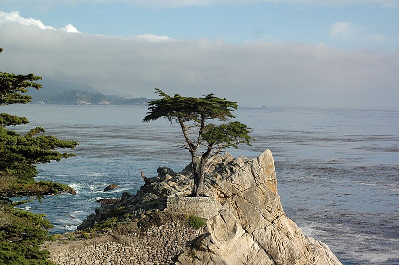 800px-Lone_cypress_tree_Monterey_CA_photo_D_Ramey_Logan.jpg?profile=RESIZE_710x