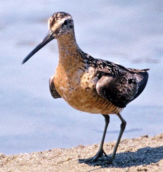 File:Long-billed Dowitcher.jpg