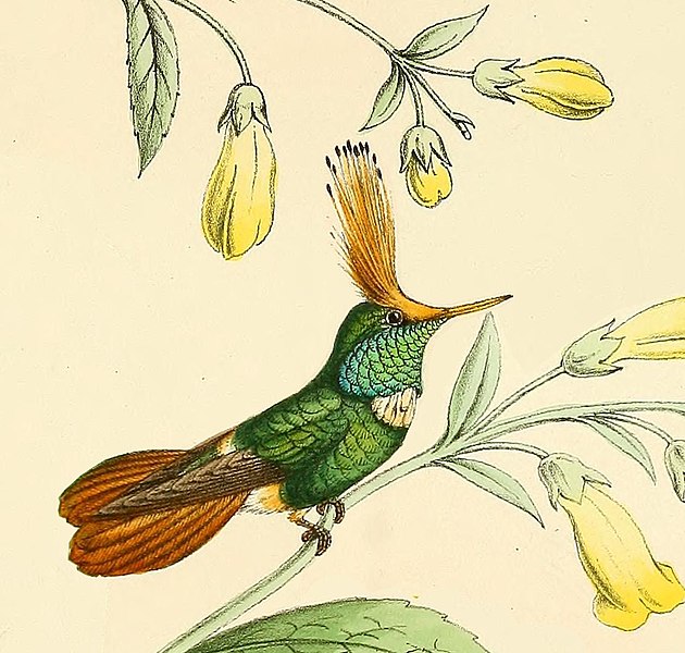 File:Lophornis stictolophus Bevalet.jpg