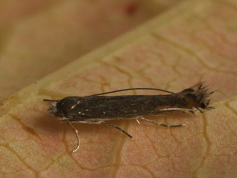 File:Lyonetia clerkella - Apple Leaf Miner, dark form - Моль-крошка яблонная белая, тёмная форма (39853577375).jpg