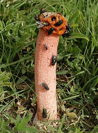 <i>Lysurus periphragmoides</i> Species of fungus