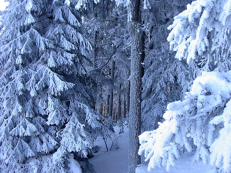 File:Märchenwald im Winter.jpg