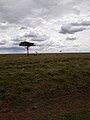 Maasai Mara National Reserve 01.jpg