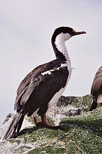 MacquarieIslandCormorant.JPG