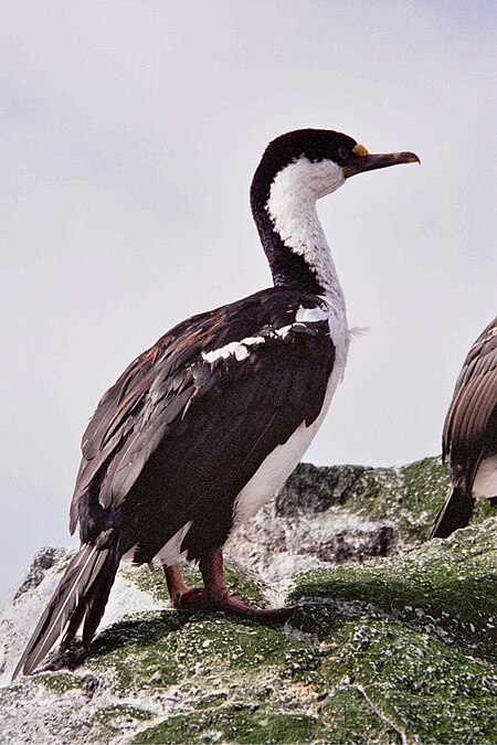 Tập_tin:MacquarieIslandCormorant.JPG