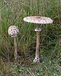 Miniatura per Macrolepiota procera