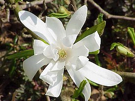 Tähtimagnolia (Magnolia stellata)