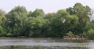 Ana çayırlar (Main Nehri'nin diğer kıyısından görünüm)