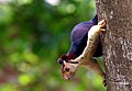 Malabar giant squirrel (2) by N. A. Naseer