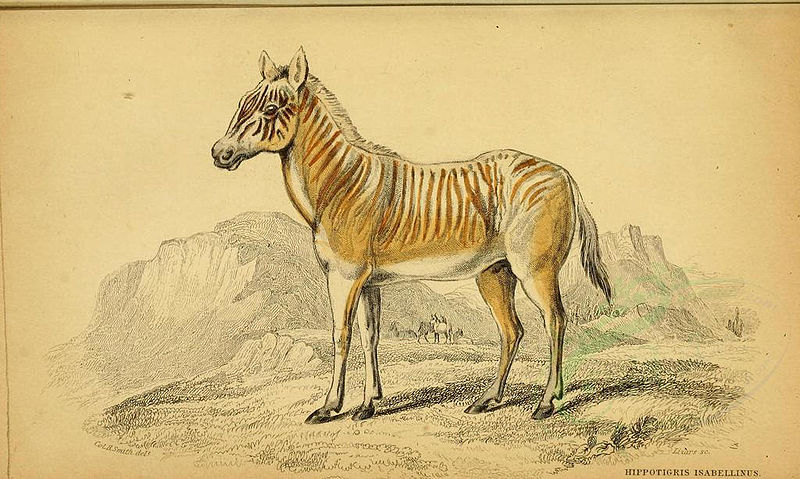 File:Mammals-00022 Quagga 2 (23502105746).jpg