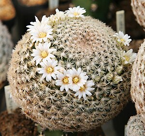 Mammillaria roemeri.jpg