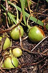 Alruin (Mandragora officinale), vrucht