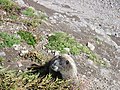 Marmotta grigia nella riserva naturale del monte Baker