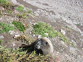 Marmota caligata(Hoary marmot)