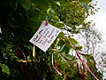 Rag tree at Coldrum Long Barrow.