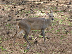 회색마자마사슴(M. gouazoubira)