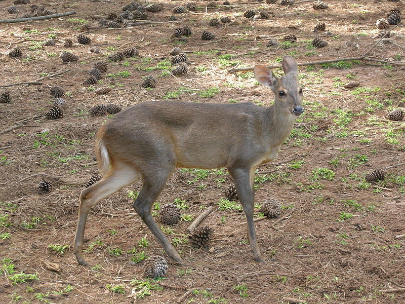 Mazama gouazoubira (AU)-right 01.JPG