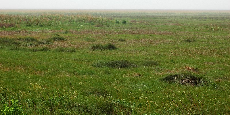 File:McFaddin National Wildlife Refuge, Jefferson County, Texas, USA (30 April 2010).jpg