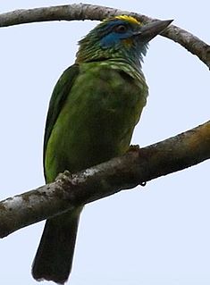 <span class="mw-page-title-main">Yellow-fronted barbet</span> Species of bird