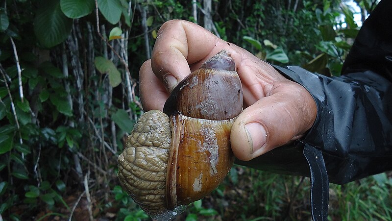 File:Megalobulimus valenciennesii (Pfeiffer, 1842), Atlantic forest, northeastern Bahia, Brazil (5812288296).jpg