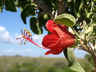 <i>Megistostegium microphyllum</i> Species of flowering plant