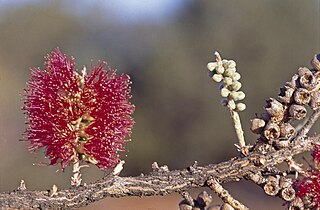 <i>Melaleuca apostiba</i> Species of shrub