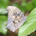 2019年10月12日 (土) 08:56時点における版のサムネイル