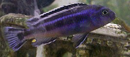 Melanochromis johannii