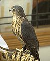 Esmerellón (Falco columbarius)
