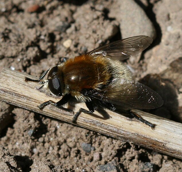 File:Merodon equestris (male).jpg