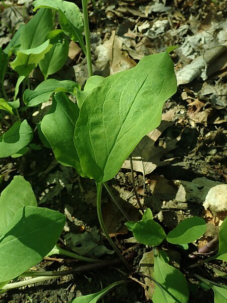 File:Mertensia virginica 2019-04-16 0374.jpg