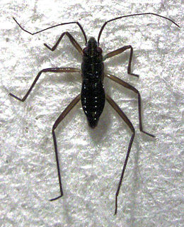 <i>Mesovelia</i> Genus of true bugs